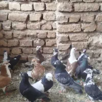 14عددکفتر
