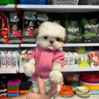 شیتزوعروسکی مینیاتوری سوپرفلت چمپیون