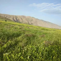 مرتع گوسفند