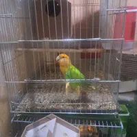 برزیلی کله نارنجی|پرنده|اهواز, شریعتی جنوبی|دیوار