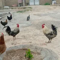 خروس|حیوانات مزرعه|سوری, |دیوار