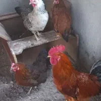 3 مرغ تخم گذار و 1 خروس محلی جوان