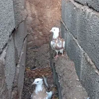 طوقی|پرنده|نگار, |دیوار