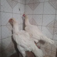 خروس|حیوانات مزرعه|گلوگاه, |دیوار