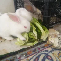 خرگوش