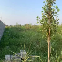 ۲۳۰متر زمین بافت مسکونی با سند تک برگ در سرخرود