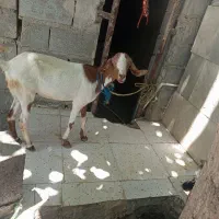 کهره ماده ویه چپشت