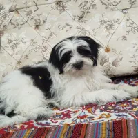 حیوانات سگ شیتزو