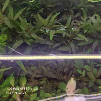 گیاه آبزی و پلنت|ماهی|اردبیل, |دیوار