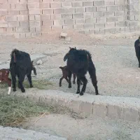 فروش گوسفند محلی|حیوانات مزرعه|رودخانه, |دیوار