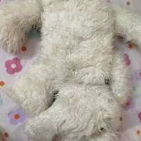 عروسک خرس|اسباببازی بچه|قزوین, |دیوار