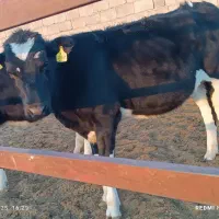 گوساله|حیوانات مزرعه|بالا ولایت, |دیوار