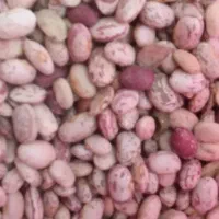 فروش لوبیا چیتی