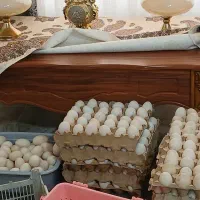 تخم غاز نطفه دار واردک