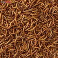 کرم میلورم مخصوص پرندگان یا حتی باشگاه بندن سازی