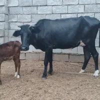 گاو با گوساله ماده و یک عدد گاو ابستن|حیوانات مزرعه|شادگان, |دیوار