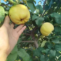 به سر درخت .میوه به تو با غ رو درخت حدود ۵ الی۶تن|خوردنی و آشامیدنی|شیراز, کودیان|دیوار