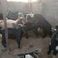 سلام کهره نر پروار چاق|حیوانات مزرعه|سعدآباد, |دیوار