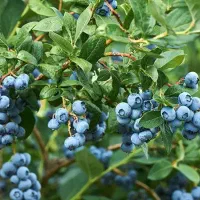 نهال بلوبری امرالد د چندلر و ...|خدمات باغبانی و درختکاری|آمل, |دیوار