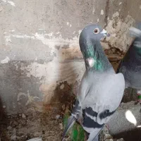 جفت کبوتر نشسته