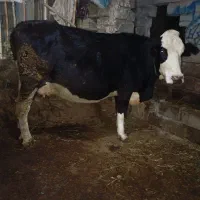 یک عدد گاو سمنتال