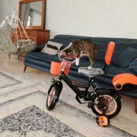 گربه نر واگذاری رایگان