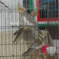 معاوضه عروس هلندی  با قناری|پرنده|ارومیه, |دیوار