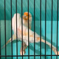 قناری موزایک جفت