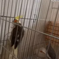 عروس هلندی|پرنده|شیراز, فرودگاه شهید دستغیب شیراز|دیوار