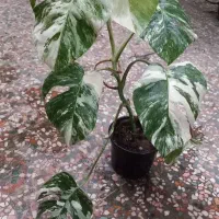 برگ انجیری ابلق تری کالر خاص