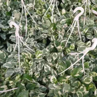 تولید وفروش انواع گلهای آپارتمانی وباغچه. ای|گل و گیاه طبیعی|گتاب, |دیوار