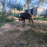 گاو|حیوانات مزرعه|رودخانه, |دیوار