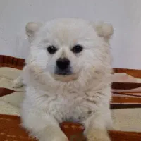 پامرانین خرسی