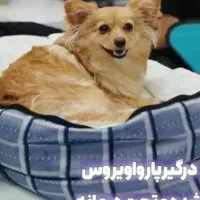 سگ پامر روباهی سن یکساله