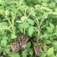 چندخانم برای گلخانه نیازمندیم