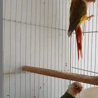 گرینچیک جفت دبل رد جوجه نرمه خور