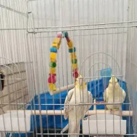 یک جفت عروس هلندی سرحال|پرنده|مرودشت, مسجد رسول‎|دیوار