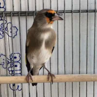 داغسر سهره جوجه قفس