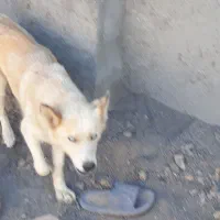 توله و ماده هاسکی|سگ|آشخانه, |دیوار