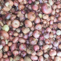 پیاز  خوراکی