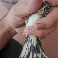 سهره جوجه قفس دم سفید