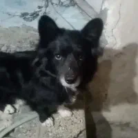 سگ پاکوتاه نژاددار.واکسن خورده