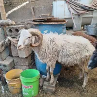 قوچ|حیوانات مزرعه|نجف‌آباد, گلدشت|دیوار