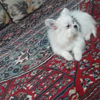 واگذاری. توله اپارتمانی|سگ|مشهد, ثامن|دیوار