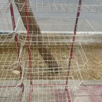 استند چیپس در حد نو