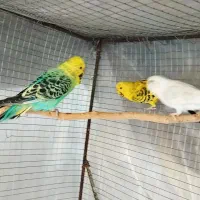 7 جفت مرغ عشق انگلیسی رینبو ضمانت تخم و جوجه