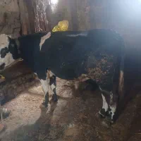 گوساله نر