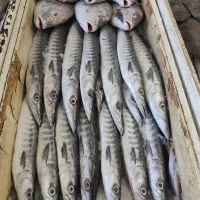 ماهی درجه یک چابهار رسید|ماهی|زاهدان, |دیوار