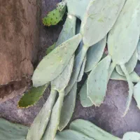 کاکتوس|گل و گیاه طبیعی|شیراز, ابیوردی|دیوار