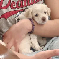 توله پودل کراس|سگ|مشهد, هنرستان|دیوار